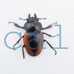 Odontolabis Salavan 9