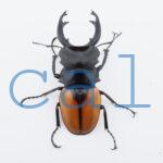 Odontolabis Salavan 15