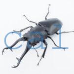 Prosopocoilus giraffa giraffask4