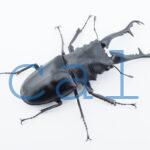 Prosopocoilus giraffa giraffask4