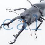 Prosopocoilus giraffa giraffask4